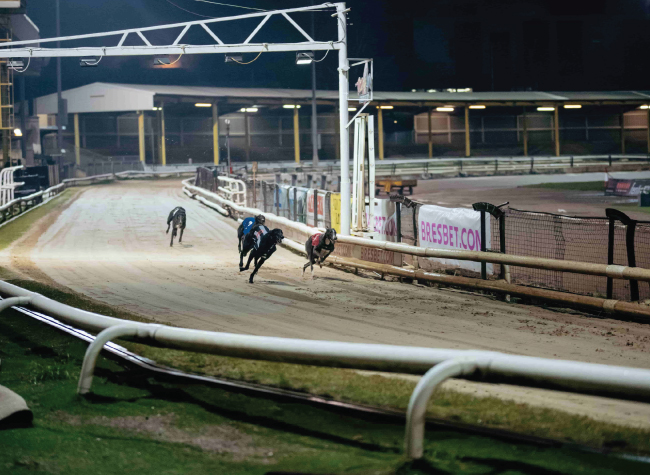 Celebrating the Thrills and Elegance of Greyhound Racing during National Greyhound Week at Owlerton Stadium