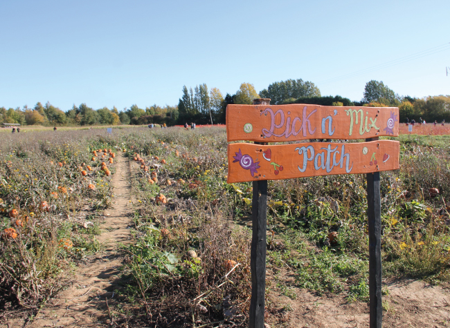 Pumpkin Patch set to open in South Yorkshire this October