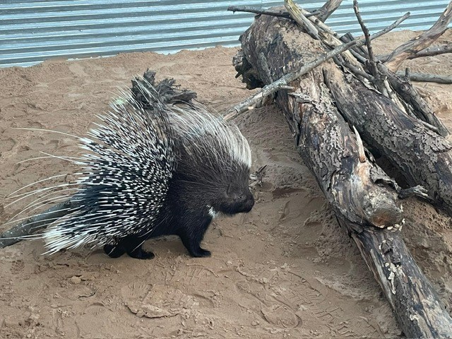 Porcupine family pop up at Rotherham theme park