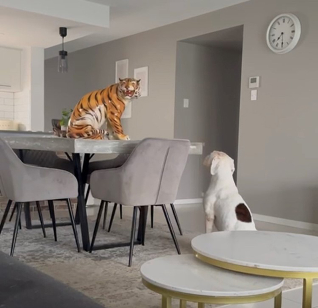 Heirloom Ceramic Tiger makes the journey from Sheffield to Australia